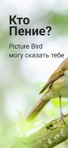 Скриншот 1 — Picture Bird - Распознать птиц