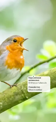 Скриншот 2 — Picture Bird - Распознать птиц