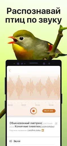 Скриншот 3 — Picture Bird - Распознать птиц