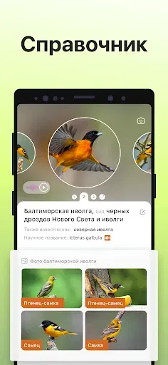 Скриншот 4 — Picture Bird - Распознать птиц
