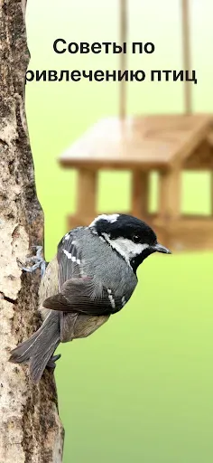 Скриншот 5 — Picture Bird - Распознать птиц